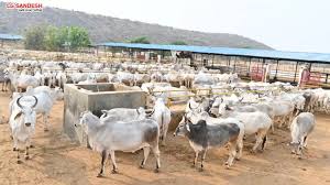 गौधाम संचालन के लिए आवेदन पत्र आमंत्रित