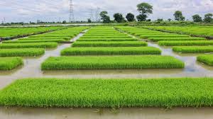 धान की नर्सरी तैयार करने से पहले करें ये काम,रोपाई के बाद नहीं लगेंगे कीड़े