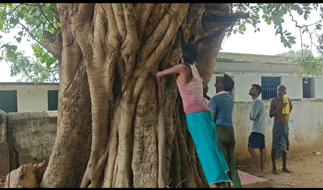 एक ही स्थान पर एक साथ 11 प्रजातियों के वृक्ष : प्रकृति का अनूठा उपहार,सुप्रसिद्ध वृक्षों की श्रेणी में चौथे वृक्ष की उम्मीद
