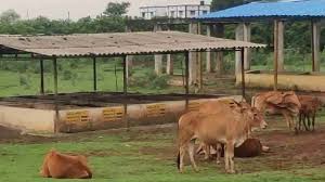 ग्रामीण आर्थिक सशक्तिकरण की दिशा में एक बड़ा कदम : छत्तीसगढ़ में गौधाम योजना शुरू, गौपालकों को मिलेंगे 10,916 रुपये प्रति माह