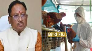  मुख्यमंत्री साय ने बर्ड फ्लू की रोकथाम के लिए कलेक्टरों को दिए दिशा निर्देश