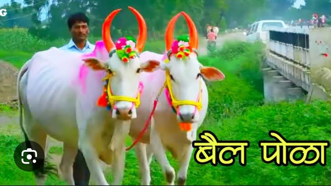 लखोली में बैल दौड़ प्रतियोगिता आज पोला पर्व पर विशेष आयोजन