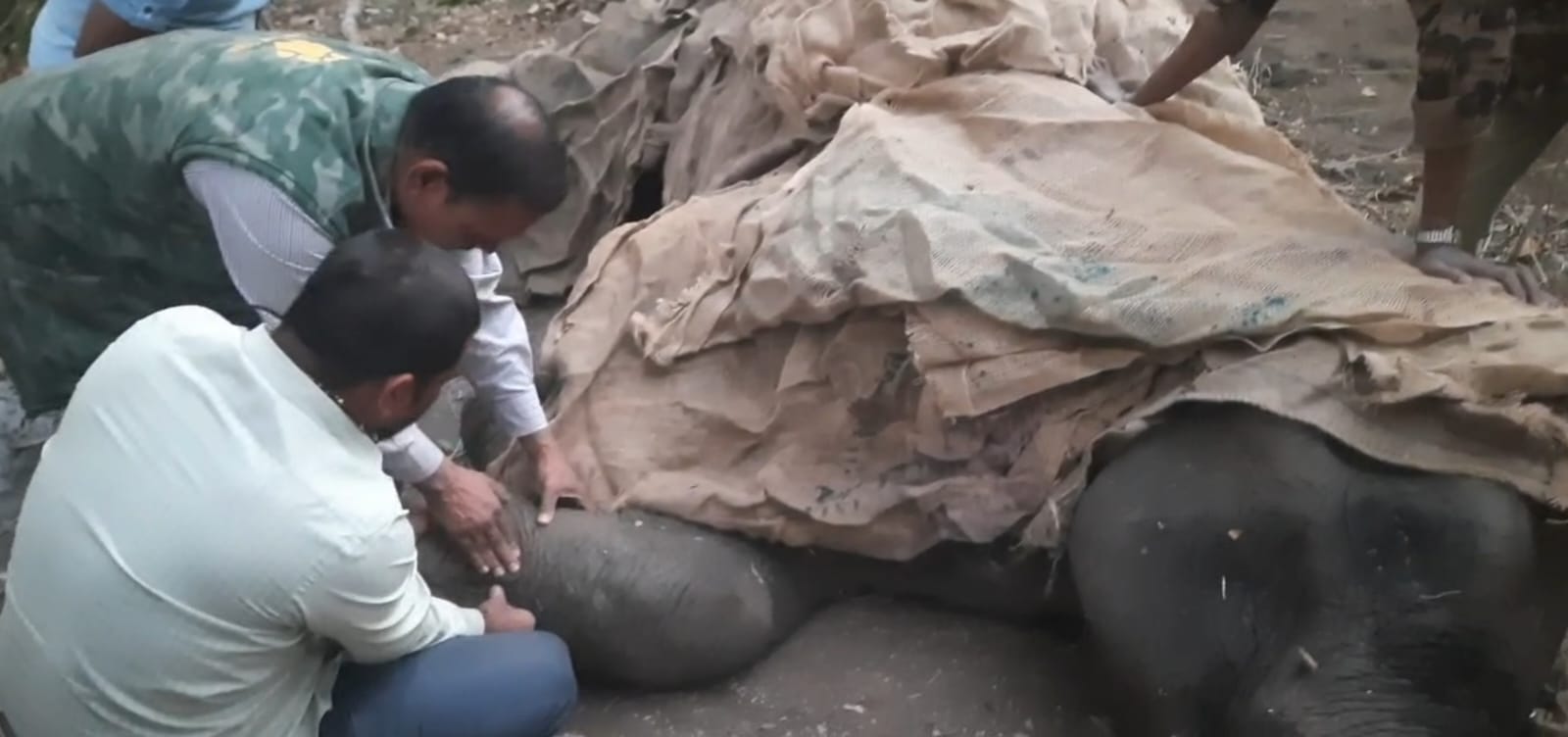 उदंती–सीतानदी टाइगर रिजर्व में बीमार हथिनी की मौत, सात दिन चला इलाज