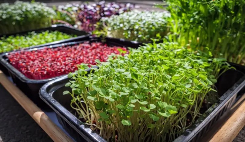 Gardening Tips:जानिए दुनिया की सबसे तेज उगने वाली फसल, जिसे कहा जाता है सुपरफूड