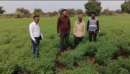 ग्रीष्मकालीन धान के स्थान पर वैकल्पिक फसलों का सफल बीज उत्पादन : उप संचालक कृषि ने किया मैदानी निरीक्षण