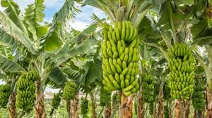 केले की बंपर पैदावार चाहिए तो फरवरी-मार्च में न करें ये चूक