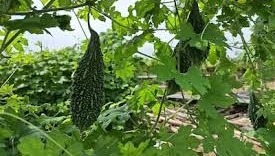 कम समय, कम देखभाल में अच्छी आमदनी: जनवरी में बो दें करेले की ये 5 टॉप किस्में,मिलेगी तगड़ी पैदावार