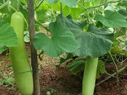 Agri Tips: इस किसान ने लौकी को बनाया मुनाफे की फसल,जानें कैसे 