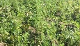 स्मार्ट खेती बनी मिसाल,एक साथ कई फसलें, कई गुना मुनाफा