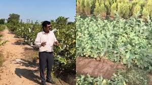 बंजर जमीन से करोड़ों की कमाई,पढ़े किसान की रोचक कहानी 