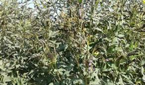 अरहर किसानों के लिए एक्सपर्ट के धांसू टिप्स! फसल में फूल आते समय न करें ये गलती