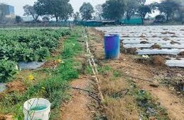 किसान अभी अगेती सब्जी लगाएं,सीजन की शुरुआत में होगा बंपर मुनाफा