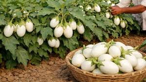 कम खर्च में लाखों कमाई,सर्दियों में उगाएं ये बैंगन की टॉप 3 किस्मे