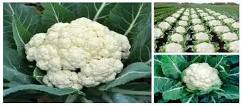 गोभी की नर्सरी कैसे तैयार की जाए और किन बातों का ध्यान रखना विशेष रूप से जरूरी है आइए जानतें हैं 