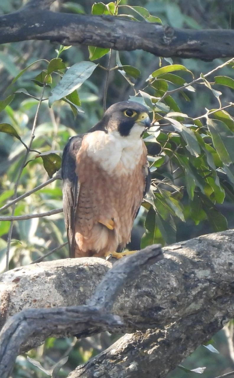 उदंती-सीतानदी में दिखा दुनिया का सबसे तेज़ उड़ने वाला पक्षी पेरेग्रीन फाल्कन