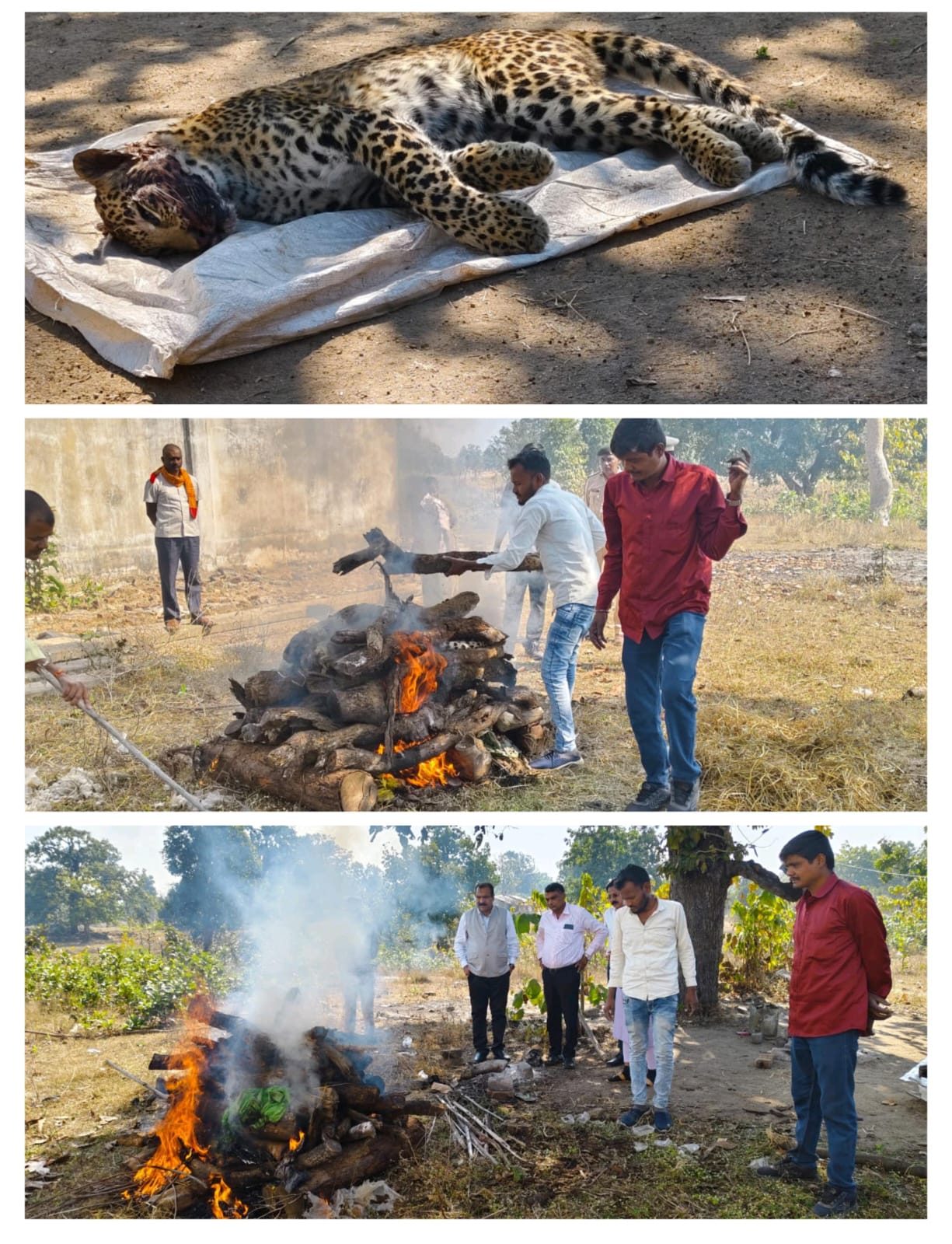 अज्ञात वाहन की ठोकर से तेंदुए की मौत