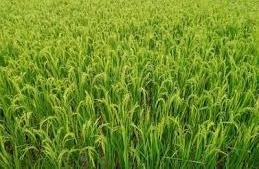 धान की खेती करने वाले किसान ध्यान दें!तेजी से फैल रहा ब्लास्ट रोग,तुरंत ऐसे करें बचाव