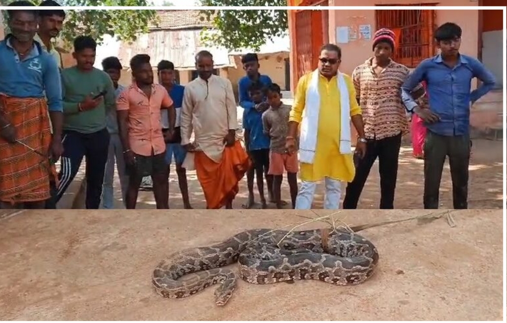 धान कटाई के दौरान मिला 15 फिट का अजगर सांप ग्रामीणों की लगी भीड़..