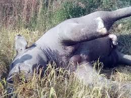 24 घंटे के भीतर दो हाथियों की मौत,वन विभाग में हड़कंप