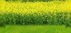 सरसों की पैदावार बढ़ानी है तो अपनाएं ये धांसू तरीका