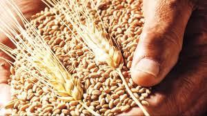 गेहूं की पैदावार बढ़ाने के लिए करें ये उपाय और पाएं बंपर उत्पादन