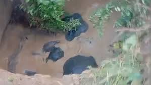 बारनवापार में कुएं में गिरे 4 हाथी,बचाने के लिए ऐसे चला रेस्क्यू ऑपरेशन