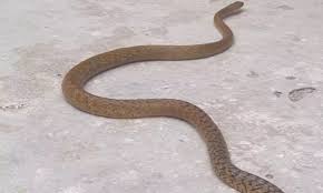  अंधविश्वास ने ली जान : घर में सो रहे दंपति को सांप ने डसा,दोनों की मौत