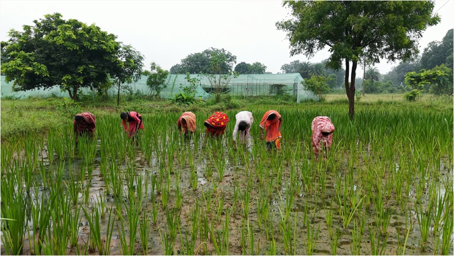 महिलाओं की आय बढ़ाने की पहल: हर्बल खेती से बदल रही गांव की तस्वीर