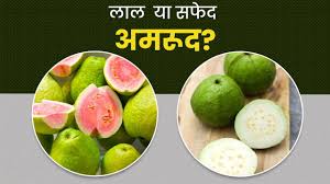 सेहत के लिए लाल या सफेद कौन सा अमरूद है बेहतर? ...