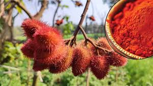 कम लागत में अधिक मुनाफा,सिंदूर की खेती से किसान ऐसे कमा सकते है लाखों का मुनाफा 