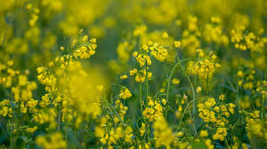 सरसों के खेत में डाल दें ये चीज, दोगुनी हो जाएगी पैदावार, मोटा कमाएंगे मुनाफा