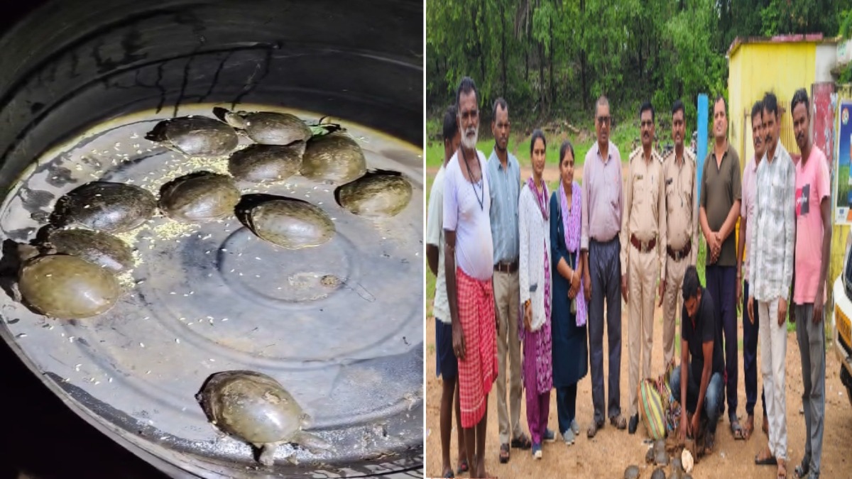 वन विभाग का बड़ा एक्शन! 11 जिंदा कछुओं के साथ तस्कर गिरफ्तार, बाजार में मचा हड़कंप