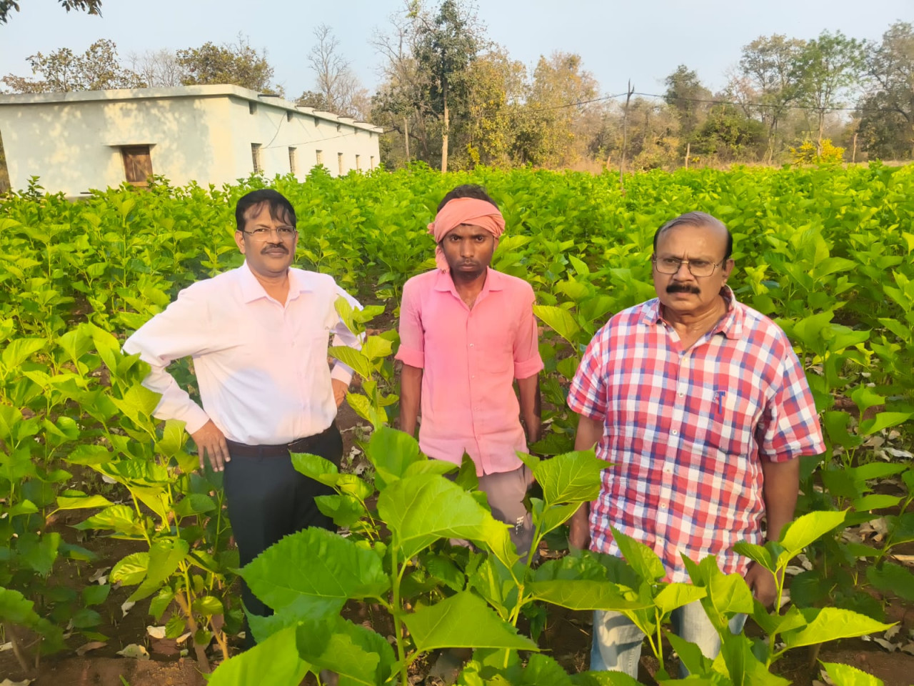 शहतूत खेती और कृमिपालन से किसानों की बढ़ी आय, सिल्क समग्र-2 योजना दे रही नई पहचान