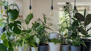 वास्तु टिप्स : इन पौधों को लगाने से घर में होगा सुख-शांति का वास 