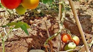 पोमेटो देगा दोहरी पैदावार,अब एक पौधे से उगाएं आलू और टमाटर