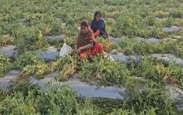  अगेती फसलों से चमक गई किस्मत, एक सीजन में ताबड़तोड़ कर रहा कमाई