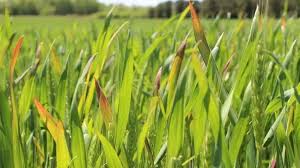 यूरिया संकट: धान की पत्तियां ही नहीं, किसानों का चेहरा भी पड़ रहा पीला