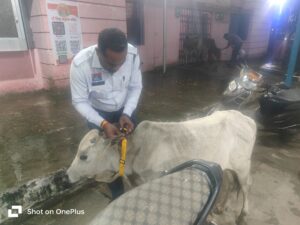 सक्ती पुलिस व गौसेवा समिति की सराहनीय पहल: रात्रि में सड़क पर बैठे गोवंश की दृश्यता बढ़ाने हेतु लगाई गई रेडियम पट्टियाँ