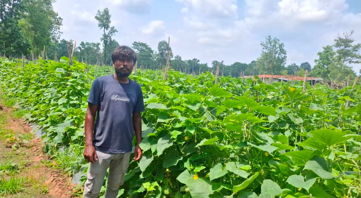 खीरे की वैज्ञानिक खेती बनी वरदान:उद्यानिकी विभाग की योजना से बदली कमार कृषक की तकदीर

