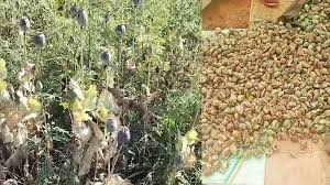 बलरामपुर में 2 एकड़ से अधिक भूमि में अफीम की अवैध खेती पर प्रशासन-पुलिस की संयुक्त कार्रवाई