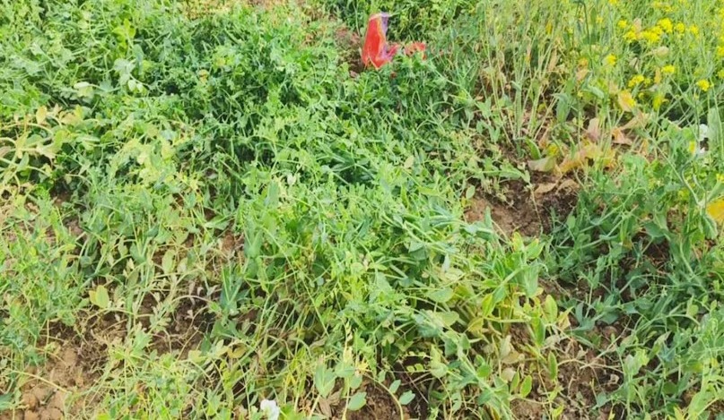 पढ़ाई नहीं, मेहनत बनी ताकत—20 एकड़ में खेती से किसान ने कमाए लाखों