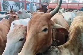 गौ तस्करी पर बड़ी कार्रवाई,30 गायों का किया रेस्क्यू, आरोपी फरार…