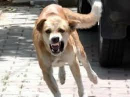 माना में पागल कुत्ते ने 12 लोगों को काटा,पकड़ने में जुड़े प्रशासन के लोग