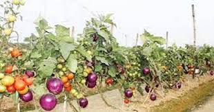 वैज्ञानिकों की नई खोज किसानों को मिलेगा डबल मुनाफा,एक ही पौधा उगाएगा टमाटर और बैंगन