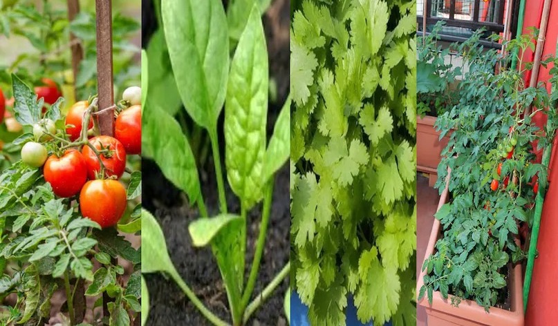  कम जगह में उगाएं ताजी और ऑर्गेनिक सब्जियां, जानें आसान होम गार्डनिंग सीक्रेट्स