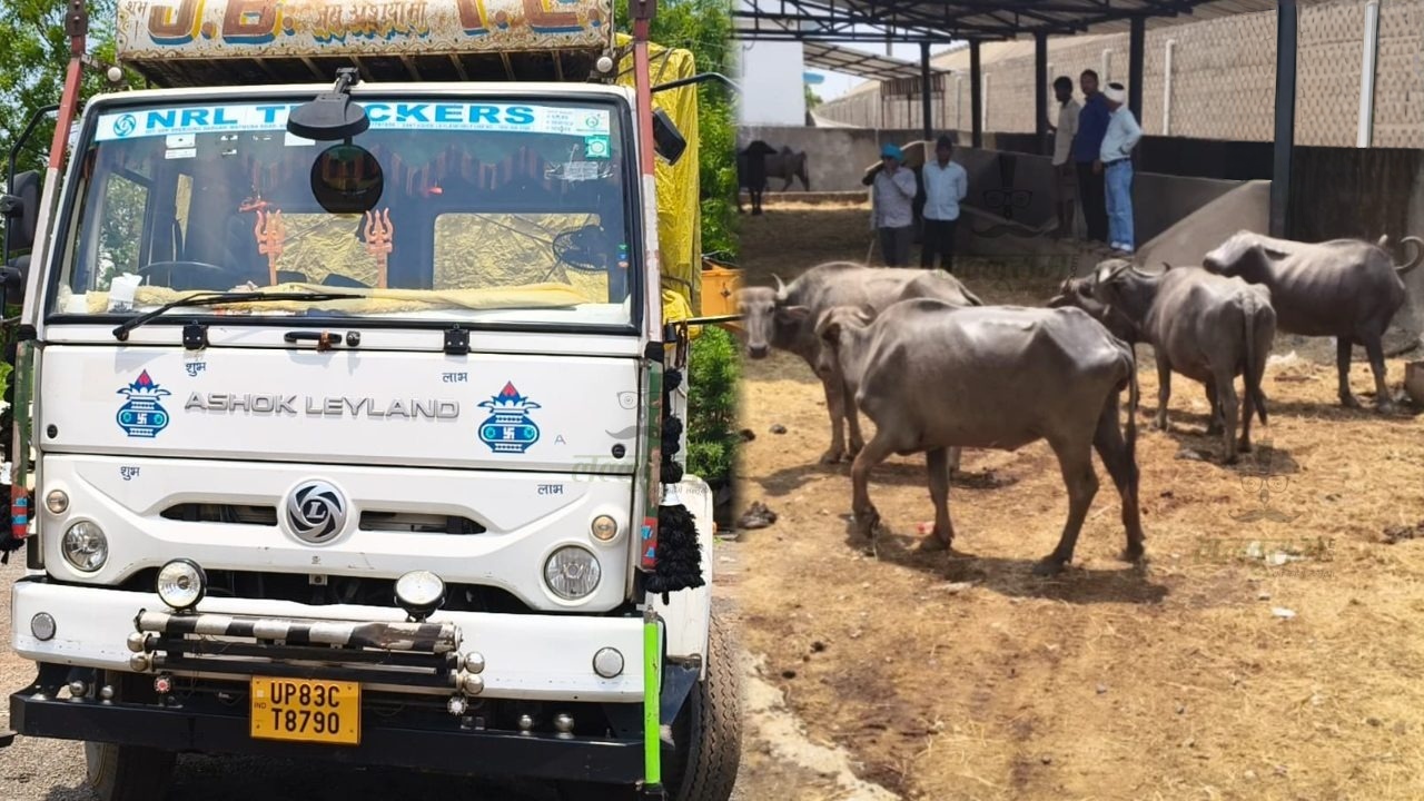 आरंग पुलिस की बड़ी कार्रवाई: मालवाहक से 19 भैंस बरामद, पशु तस्कर मौके से फरार