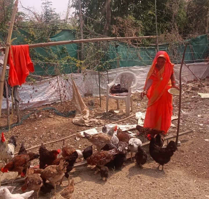 बिहान योजना से बदली कुमुद बाई की जिंदगी, मुर्गीपालन और गौपालन से बनी आत्मनिर्भर