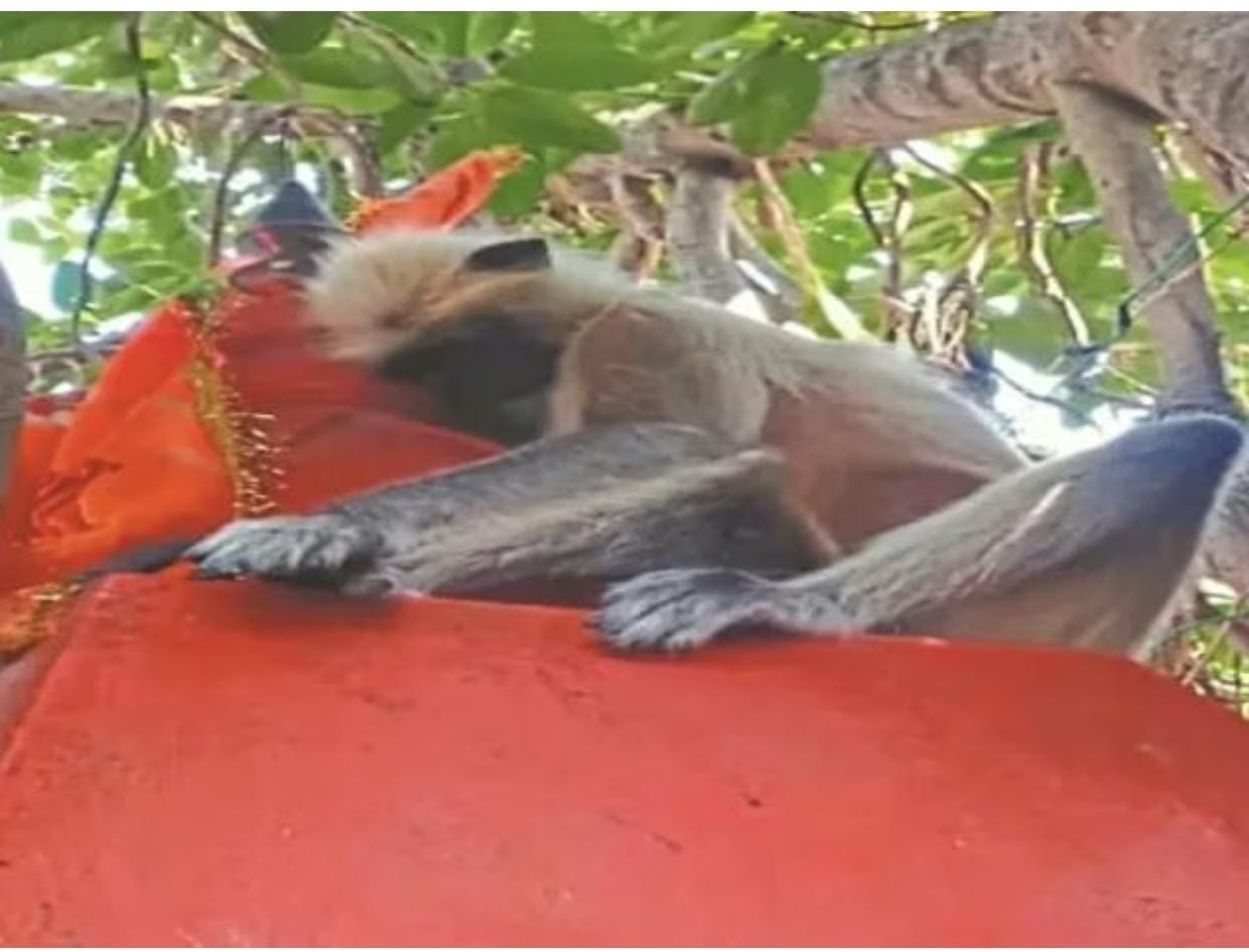 वानर का हनुमान प्रेम, हनुमान मंदिर के गुंबद को सीने से लगाकर त्यागे बंदर ने प्राण,देखने वाला हर शख्स हैरान