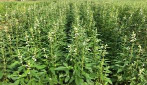 कम लागत, ज्यादा मुनाफा: गर्मियों में तिल की खेती क्यों है फायदे का सौदा