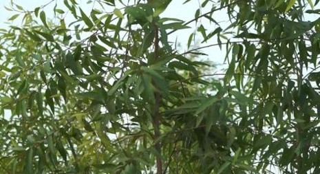 औषधीय पौधों की खेती का सफल प्रयास - छत्तीसगढ़ के किसानों में जगी नई आस